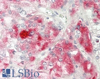 NINL Antibody (aa406-455)
