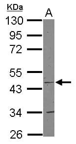COX15 Antibody