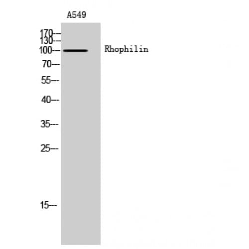 Polyclonal Rabbit anti-Human RHPN1 / RHOPHILIN Antibody (450-530 aa, Internal, WB)