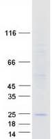 Human CLDN2 / Claudin 2 Protein (Recombinant Myc-DDK (Flag))