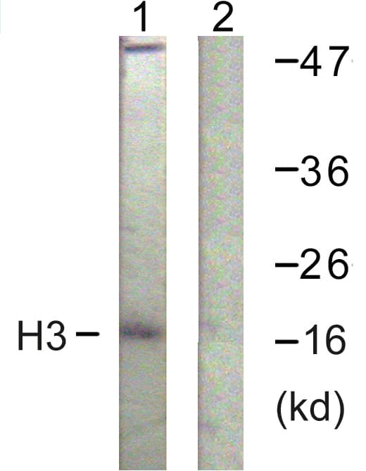 IHC-plus™ Histone H3 Antibody (aa11-60)
