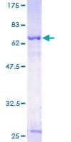 Human SERPINA5 / PCI Protein (Recombinant GST)
