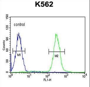 TNFAIP8 / SCC-S2 Antibody (aa50-78)