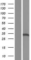 SIP1 Protein (Over-Expression Lysate Myc-DDK (Flag))