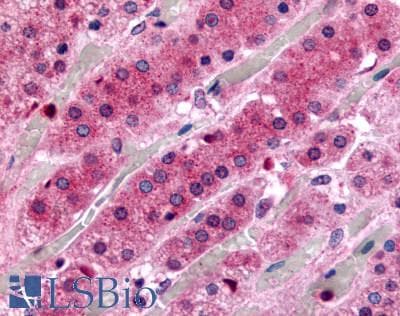 PathPlus™ Polyclonal Rabbit anti-Human GPR182 / ADMR Antibody (N-Terminus, IHC, WB)