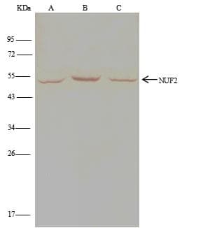 Polyclonal Rabbit anti-Human CDCA1 / NUF2 Antibody (Preservative Free, WB)