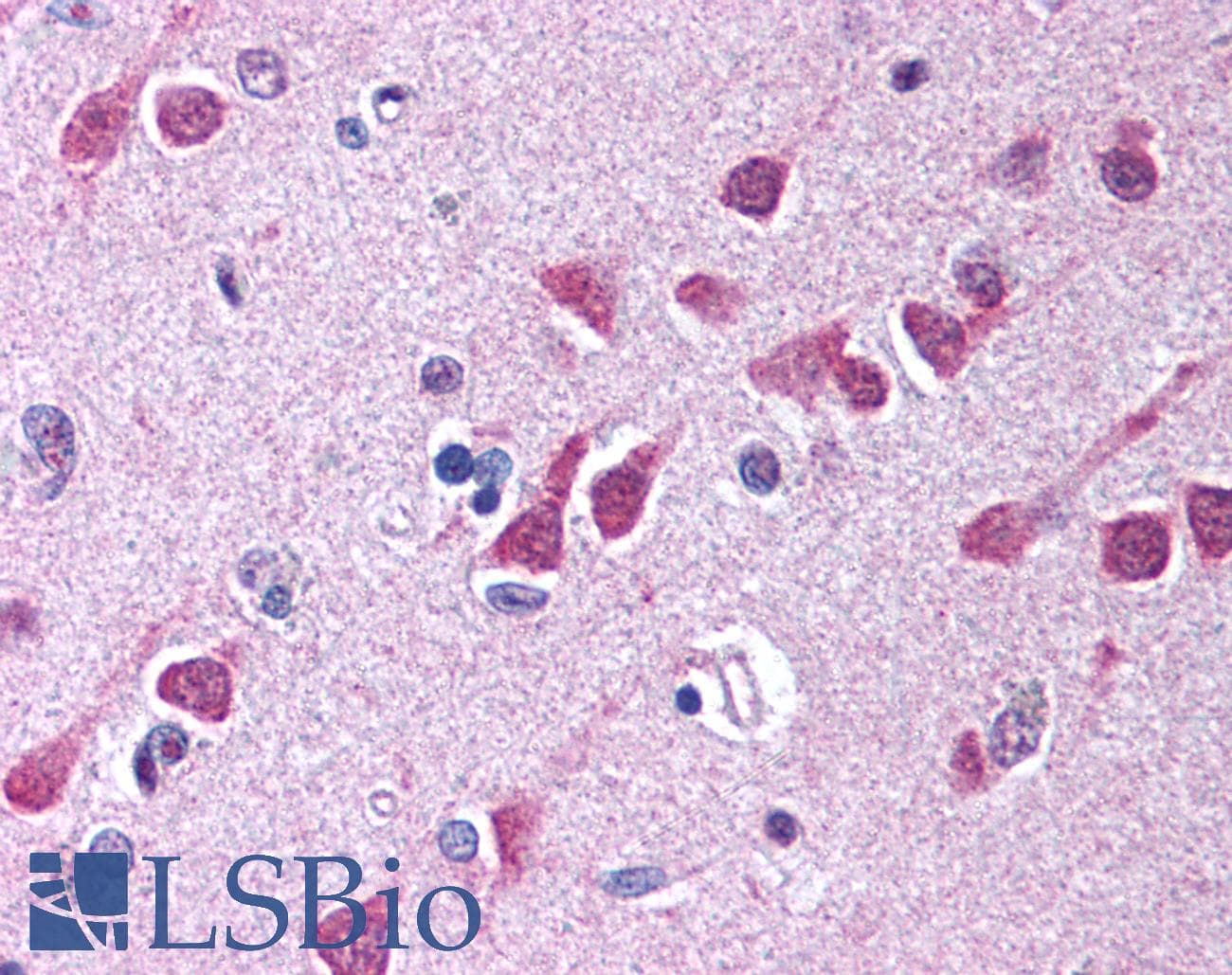 ARNTL / BMAL1 Antibody (C-Terminus, DY488)
