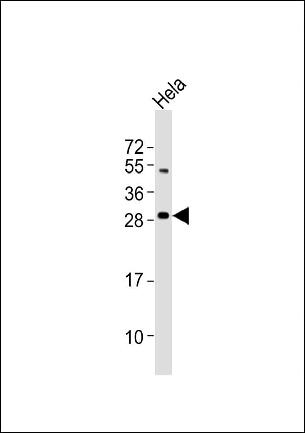 Polyclonal Rabbit anti-Human RIT1 Antibody (WB)