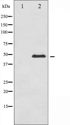Polyclonal Rabbit anti-Human GATA3 Antibody (phospho-Ser308, IF, WB)