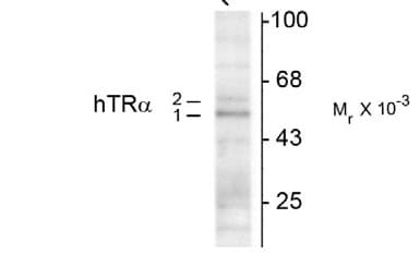 THR Alpha 1+2 Antibody (N-Terminus)
