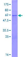 Human PCGF3 Protein (Recombinant GST)