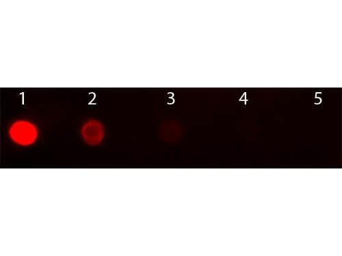 Goat Anti-Mouse IgG2b Secondary Antibody (TR)