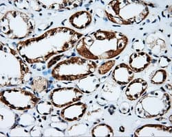 PTPRE / PTP Epsilon Antibody (clone OTI5F2)