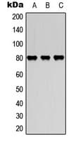 Polyclonal Rabbit anti-Human MARCKS Antibody (Internal, IF, WB)