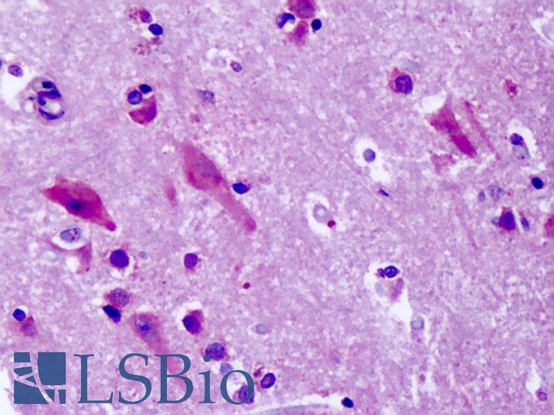 IHC-plus™ GPR83 Antibody (C-Terminus)