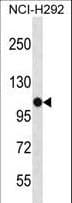 Polyclonal Rabbit anti-Human PBXIP1 / HPIP Antibody (aa472-501, WB)