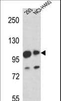 MAML1 Antibody (aa198-225)