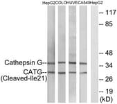 Polyclonal Rabbit anti-Human CTSG / Cathepsin G Antibody (aa2-51, WB)