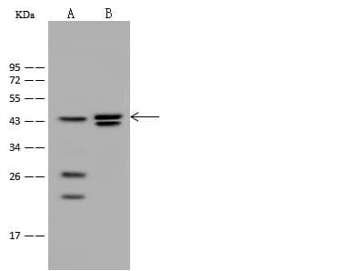 HNF4G / HNF4 Gamma Antibody