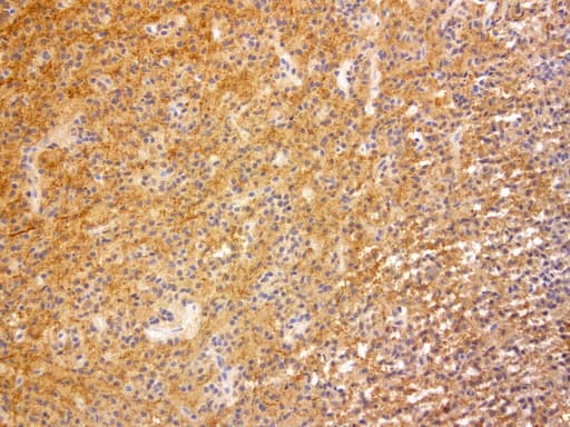 VILIP / VSNL1 Antibody (aa2-191, clone UMAB115, Carrier-free)