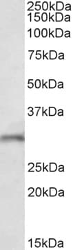 FGF14 Antibody (aa17-28)