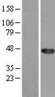 CCDC89 Protein (Over-Expression Lysate Myc-DDK (Flag))
