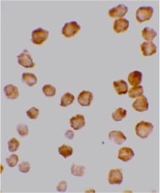 TRAIL-R4 / DCR2 Antibody