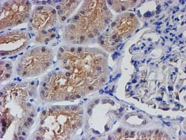 PTPN7 / HEPTP Antibody (clone OTI3H8, Carrier-free)