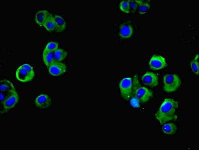 FAM118A Antibody