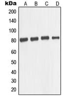 MAPT / Tau Antibody (Internal)