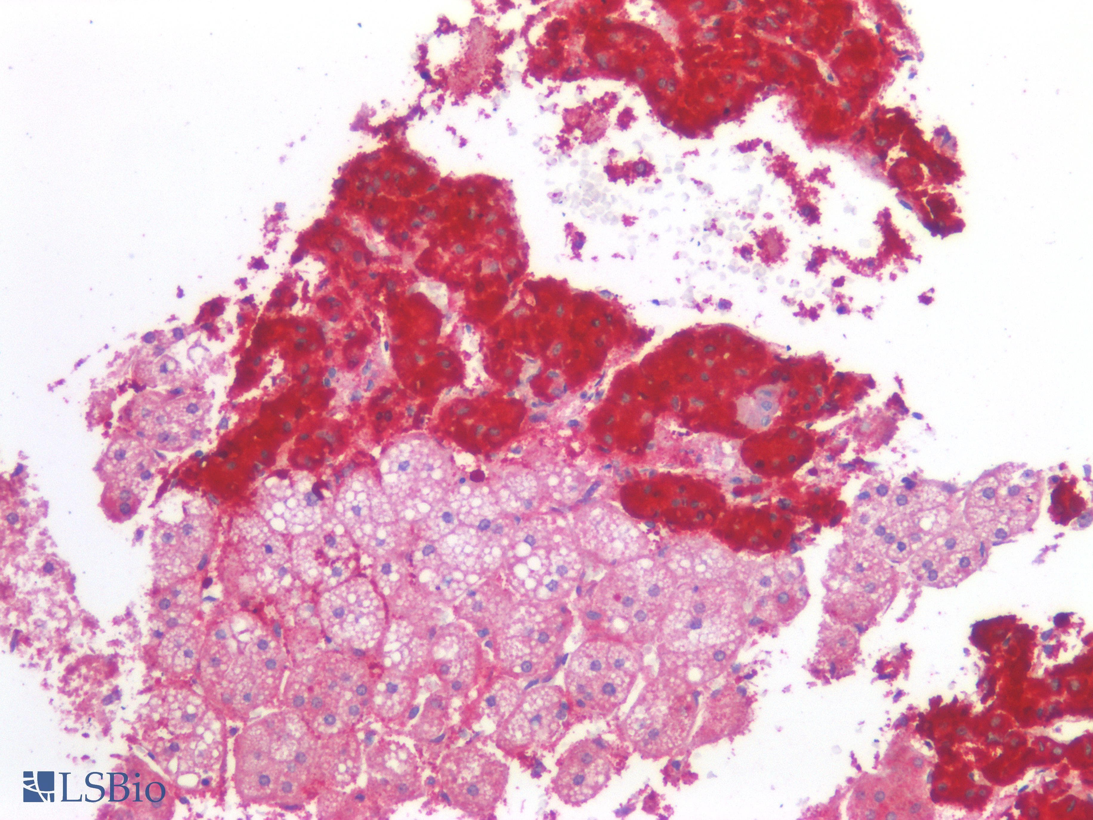PathPlus™ Polyclonal Rabbit anti-Human CD276 / B7-H3 Antibody (IHC)