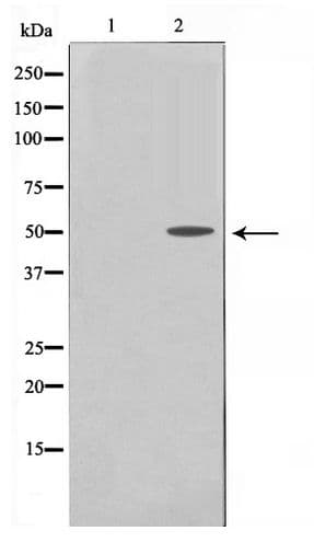 Polyclonal Rabbit anti-Human TRH Receptor / TRHR Antibody (IF, WB)