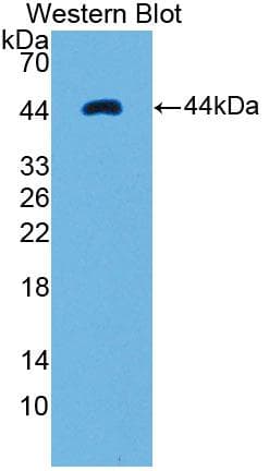 Ribonuclease A / RNASE1 Antibody (aa26-152)