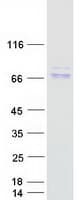 Human AIFM1 / AIF / PDCD8 Protein (Recombinant Myc-DDK (Flag))