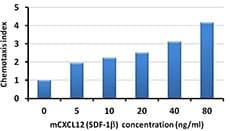 Mouse SDF1 / CXCL12 Protein (Recombinant)