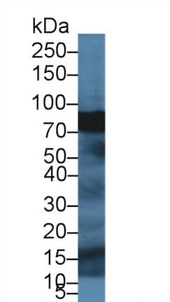 SPTBN4 Antibody (aa64-285)