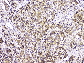 BAG6 / G3 / Scythe Antibody