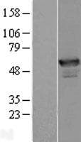 ANKMY2 Protein (Over-Expression Lysate Myc-DDK (Flag))