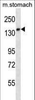 UBN2 Antibody (aa171-200)
