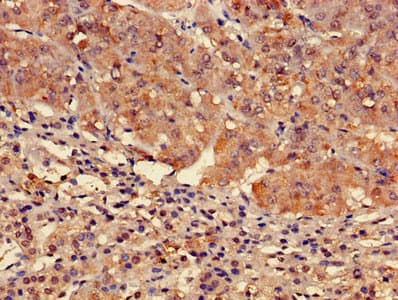 FFAR3 / GPR41 Antibody (aa280-346)