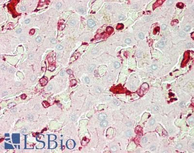 IHC-plus™ ALDH3A1 Antibody (clone 1B6)
