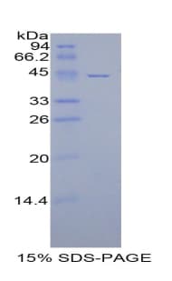 Pig CD40L Protein (Recombinant His-GST)