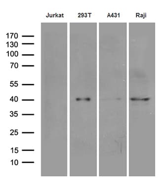 DNAJB5 Antibody (aa1-261, clone OTI1B12)