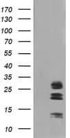 Monoclonal Mouse anti-Human LGALS3 / Galectin 3 Antibody (clone OTI1A10, IF, WB)