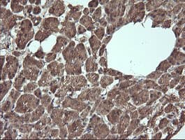 ANAPC11 / APC11 Antibody (clone OTI3F5, Carrier-free)