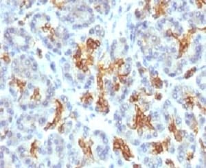 KRT19 / CK19 / Cytokeratin 19 Antibody (clone CTKN19-1, Ready-to-Use)