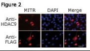 HDAC9 Antibody (aa2-32)