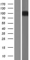 KCNH2 / HERG Protein (Over-Expression Lysate Myc-DDK (Flag))