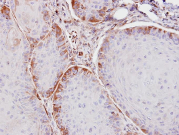 ASS1 / ASS Antibody (aa1-198)