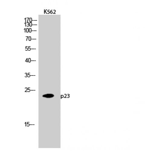 PTGES3 / p23 Antibody (50-130 aa)